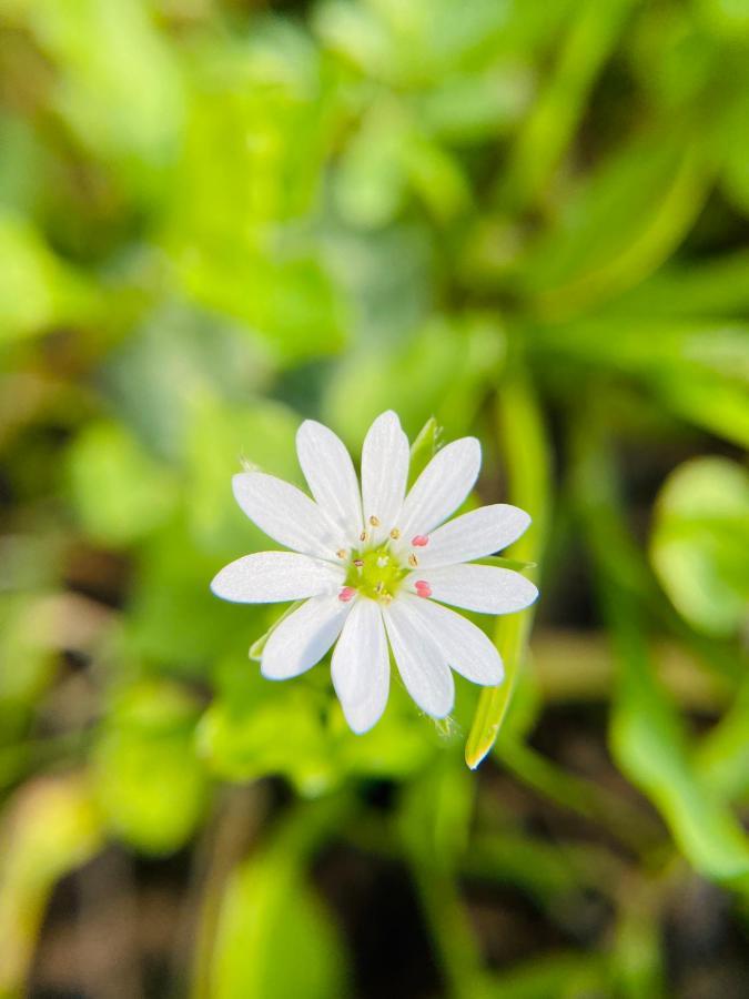 B&B Rifugio Angelina Vietri Ngoại thất bức ảnh